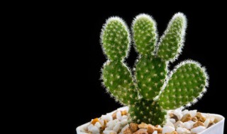 住宅中仙人掌的摆放风水（门口摆放仙人掌摆放的风水讲究）