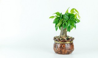 进门鞋柜摆放招财植物 进门鞋柜放什么植物招财