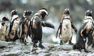 环境污染带来的危害（环境污染带来的危害英语作文）