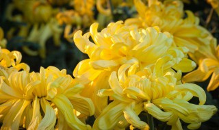 苏州重阳节的风俗是什么（重阳节这个节日有什么风俗）