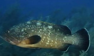 淡水鱼品种知识（淡水鱼品种知识图片）