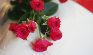 黄玫瑰加红玫瑰代表的含义（黄玫瑰加红玫瑰代表的含义是什么）