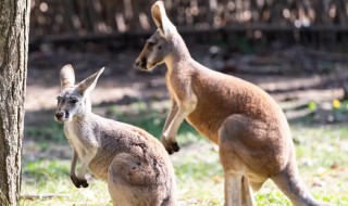 两个字的动物名字 两个字的动物名字有哪些
