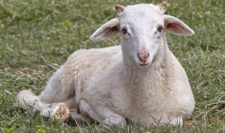 属羊的婚姻和命运如何 属羊的婚姻怎样