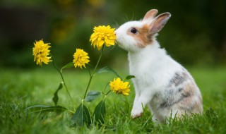 兔和鸡相配婚姻如何（兔和鸡相配婚姻如何男鸡女兔全民K歌）