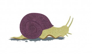 世界上最可怕的10种蜗牛(世界上最可怕的10种蜗牛视频)