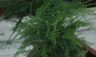 文竹能用水养吗 文竹能用水养吗有毒吗