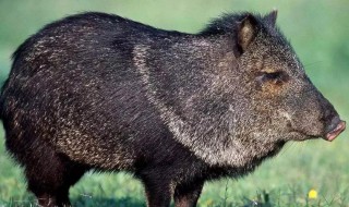 山猪和野猪的区别 山猪和野猪的区别在哪里