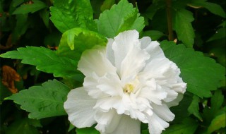 住在天堂的妈妈美文(想念天堂妈妈的文章)