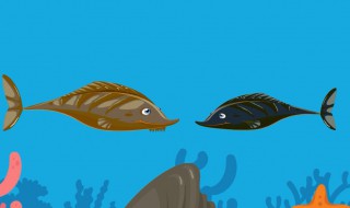 中华鲟是保护动物吗(中华鲟是保护动物吗,为什么能吃)