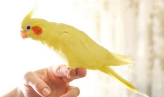 玄凤鹦鹉饮食禁忌 玄凤鹦鹉饮食禁忌表