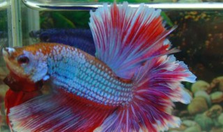 斗鱼尾巴分叉怎么办 斗鱼尾巴裂开还能长好吗