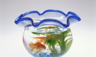 鱼缸长绿藻怎么办（鱼缸长绿藻怎么办视频）