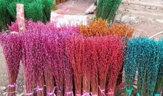 银柳是染色的吗(银柳是染色的吗怎么染)