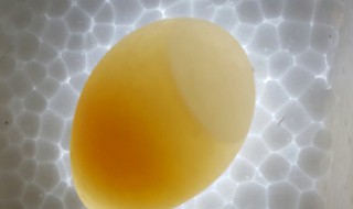 鹦鹉蛋几天能孵化出来（鹦鹉蛋几天能孵化出来小鸟）