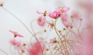 赏花心情说说朋友圈 朋友相聚赏花的朋友圈说说