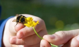 蜜蜂盗蜂怎么办 蜜蜂盗蜂很厉害怎么办