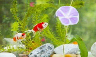 家庭观赏鱼养什么鱼好（家里观赏鱼养什么好）