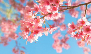 脚上纹樱花的寓意（脚背纹樱花的寓意）