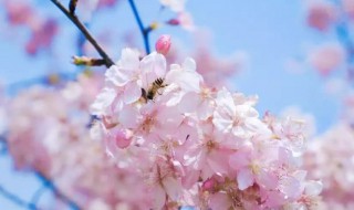 桃花和樱花的寓意 桃花和樱花的寓意是什么