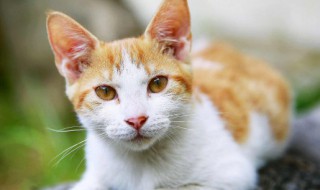 猫咪吃什么能长胖（猫咪吃什么能长胖不掉毛）