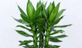 客厅放什么植物 客厅放什么植物旺财而且全家身体好