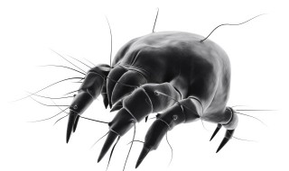 螨虫是什么东西（螨虫是什么东西有鼻子身上有螨虫）