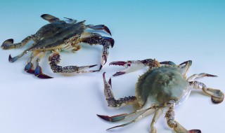 梭子蟹什么季节最肥(梭子蟹什么季节最肥最嫩)