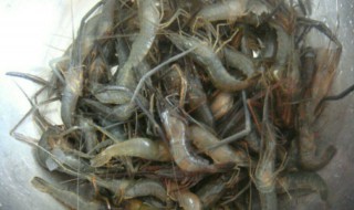 河虾吃什么食物(淡水河虾吃什么食物)