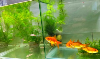 小鱼吃什么 小鱼吃什么东西才能养活