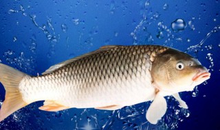 鲤鱼吃什么 鲤鱼吃什么诱饵最容易上钩