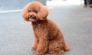 泰迪吃什么食物好（泰迪吃什么食物最好）