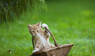为什么要给猫吃猫薄荷 为什么要给猫吃猫薄荷球