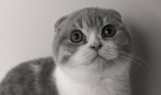 猫怕什么动物 猫怕什么动物打一生肖