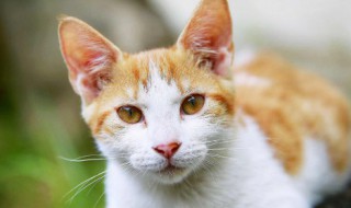 猫咪一直叫是什么原因（一个月猫咪一直叫是什么原因）
