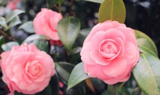 花开花落励志的句子 花开的励志语句