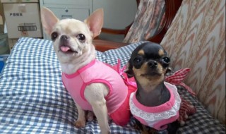 饲养吉娃娃狗有哪些好处(吉娃娃狗好不好养)