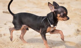 吉娃娃狗的种类有哪些（吉娃娃狗有几种品种）