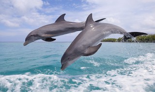 梦见海豚有什么寓意 梦见海豚是什么寓意