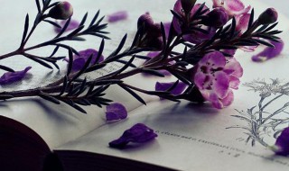 永久的爱情句子 永久的爱情句子简短