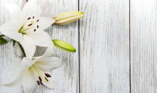 百合花的寓意是什么 百合花的寓意是什么花语