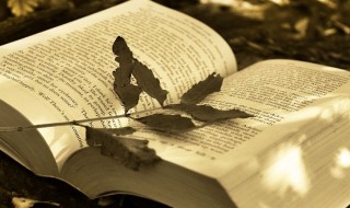 形容母爱的唯美句子（形容母爱的唯美句子短句）