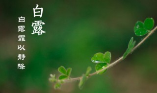 白露过生日意味着什么(白鹿过生日祝福语)