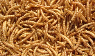 面包虫怎么吃 面包虫怎么吃东西