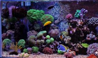 鱼缸过滤器怎么使用 鱼缸过滤器怎么使用视频