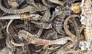 海马储存方法（海马储存方法有几种）