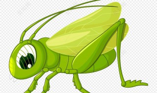 活蚂蚱的储存方法 活蚂蚱的储存方法视频