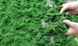 青饲料储存方法（青饲料的储存方法）