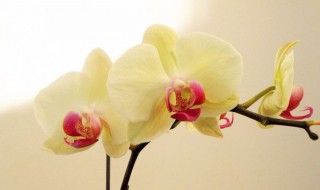 蝴蝶兰种子怎么种（蝴蝶兰种子怎么种才能发芽视频）