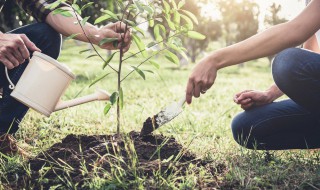 关于植树节的知识 关于植树节的知识点